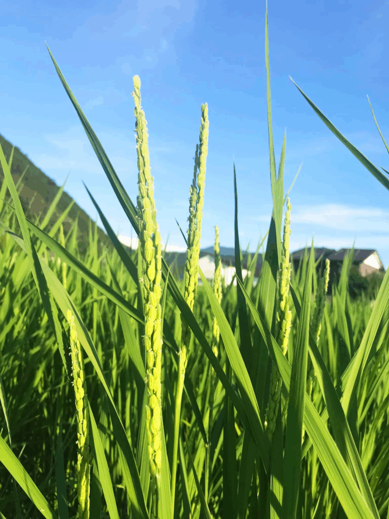 稲穂