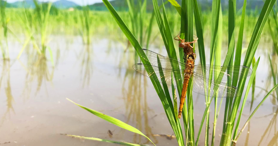 稲に止まるとんぼ